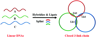 Graphical abstract: Topology- and linking number-controlled synthesis of a closed 3 link chain of single-stranded DNA