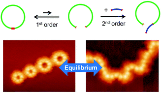 Graphical abstract: Organometallic ring vs. chain formation beyond kinetic control: steering their equilibrium in two-dimensional confinement