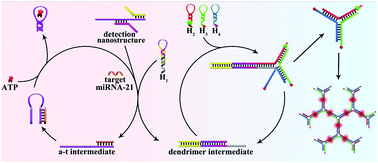 Graphical abstract: An ATP-fueled nucleic acid signal amplification strategy for highly sensitive microRNA detection