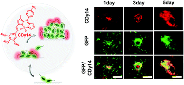 Graphical abstract: CDy14: a novel biofilm probe targeting exopolysaccharide Psl