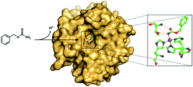 Graphical abstract: Inhibition of carbonic anhydrases by a substrate analog: benzyl carbamate directly coordinates the catalytic zinc ion mimicking bicarbonate binding