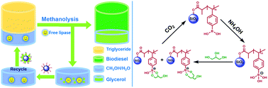 Graphical abstract: Renewable boronic acid affiliated glycerol nano-adsorbents for recycling enzymatic catalyst in biodiesel fuel production