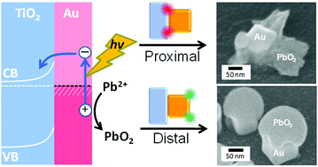 Graphical abstract: Local trapping of energetic holes at gold nanoparticles on TiO2