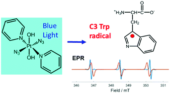 Graphical abstract: Photoactivatable platinum anticancer complex can generate tryptophan radicals