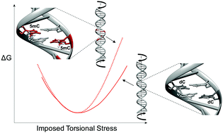 Graphical abstract: A sequence environment modulates the impact of methylation on the torsional rigidity of DNA