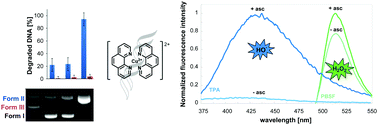 Graphical abstract: A fluorescence assay for the detection of hydrogen peroxide and hydroxyl radicals generated by metallonucleases