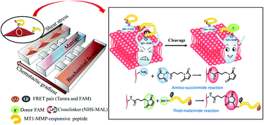 Graphical abstract: Live imaging of cell membrane-localized MT1-MMP activity on a microfluidic chip