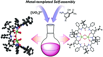 Graphical abstract: Expanded campestarene hosts for tetra- and dinuclear uranyl(vi) complexes