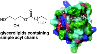 Graphical abstract: Synthesis of glycerolipids containing simple linear acyl chains or aromatic rings and evaluation of their Mincle signaling activity