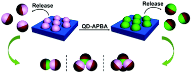 Graphical abstract: Asymmetric surface modification of yeast cells for living self-assembly