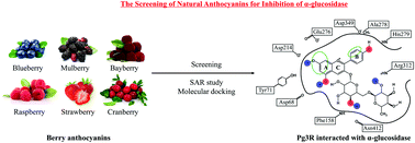 Graphical abstract: Pelargonidin-3-O-rutinoside as a novel α-glucosidase inhibitor for improving postprandial hyperglycemia