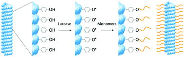 Graphical abstract: Biocatalytically induced surface modification of the tobacco mosaic virus and the bacteriophage M13