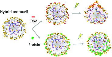 Graphical abstract: Membrane-mediated transport in a non-equilibrium hybrid protocell based on coacervate droplets and a surfactant