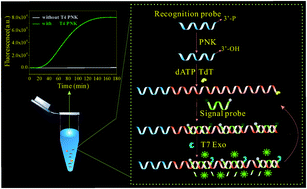 Graphical abstract: Dual enzyme-assisted one-step isothermal real-time amplification assay for ultrasensitive detection of polynucleotide kinase activity