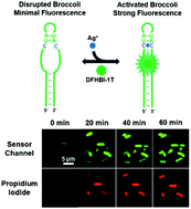 Graphical abstract: Genetically encoded RNA-based sensors for intracellular imaging of silver ions