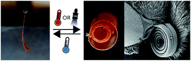 Graphical abstract: Butterfly proboscis-inspired tight rolling tapered soft actuators