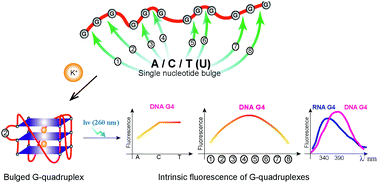 Graphical abstract: Spectroscopic analysis reveals the effect of a single nucleotide bulge on G-quadruplex structures