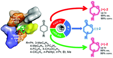 Graphical abstract: “Top” or “bottom” switches of a cyclohexanone monooxygenase controlling the enantioselectivity of the sandwiched substrate