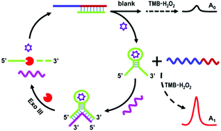 Graphical abstract: Aptamer biorecognition-triggered DNAzyme liberation and Exo III-assisted target recycling for ultrasensitive homogeneous colorimetric bioassay of kanamycin antibiotic