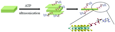 Graphical abstract: Exfoliation of transition-metal dichalcogenides using ATP in aqueous solution