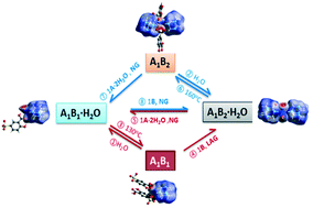Graphical abstract: Solid state transformations of different stoichiometric forms of an organic salt formed from 5-sulfosalicylic acid and hexamethylenetetramine upon dehydration and rehydration