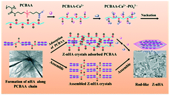 Graphical abstract: Biomimetic mineralization of a hydroxyapatite crystal in the presence of a zwitterionic polymer