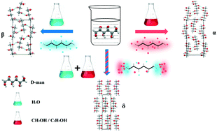 Graphical abstract: Revealing the roles of solvation in D-mannitol's polymorphic nucleation