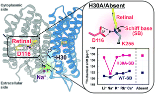Graphical abstract: Long-distance perturbation on Schiff base–counterion interactions by His30 and the extracellular Na+-binding site in Krokinobacter rhodopsin 2