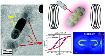 Graphical abstract: Hybrid nanoparticles for magnetic and plasmonic hyperthermia