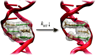 Graphical abstract: How abasic sites impact hole transfer dynamics in GC-rich DNA sequences