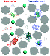 Graphical abstract: Rotational and translational diffusion of size-dependent fluorescent probes in homogeneous and heterogeneous environments
