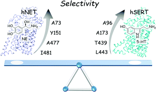 Graphical abstract: Computational characterization of the selective inhibition of human norepinephrine and serotonin transporters by an escitalopram scaffold