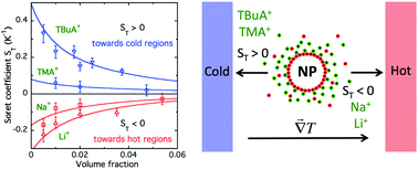 Graphical abstract: Thermodiffusion of citrate-coated γ-Fe2O3 nanoparticles in aqueous dispersions with tuned counter-ions – anisotropy of the Soret coefficient under a magnetic field