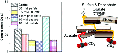 Graphical abstract: Effects of sulfate on biotite interfacial reactions under high temperature and high CO2 pressure