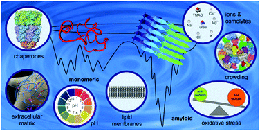 Graphical abstract: Effects of in vivo conditions on amyloid aggregation