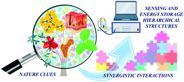 Graphical abstract: Nature-inspired hierarchical materials for sensing and energy storage applications