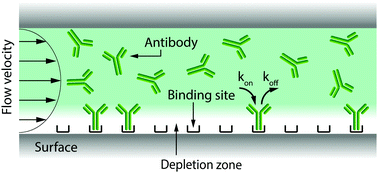Graphical abstract: Underpinning transport phenomena for the patterning of biomolecules