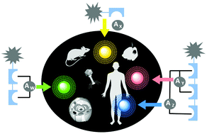 Graphical abstract: Functional synthetic probes for selective targeting and multi-analyte detection and imaging