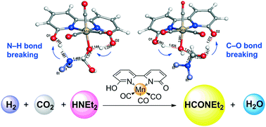 Graphical abstract: Unexpected concerted two-proton transfer for amination of formic acid to formamide catalysed by Mn bipyridinol complexes