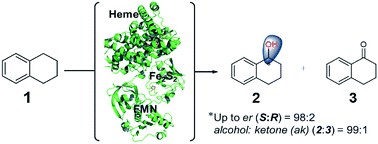 Graphical abstract: Engineering P450LaMO stereospecificity and product selectivity for selective C–H oxidation of tetralin-like alkylbenzenes