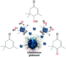 Graphical abstract: Selective synthesis of 4-hydroxyisophorone and 4-ketoisophorone by fungal peroxygenases