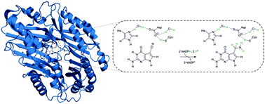 Graphical abstract: Interplay of nucleophilic catalysis with proton transfer in the nitrile reductase QueF from Escherichia coli