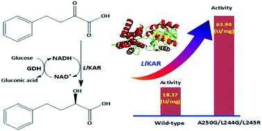 Graphical abstract: Engineering of a keto acid reductase through reconstructing the substrate binding pocket to improve its activity