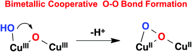 Graphical abstract: Bimetallic cooperative effect on O–O bond formation: copper polypyridyl complexes as water oxidation catalyst