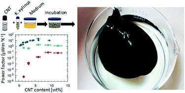 Graphical abstract: Farming thermoelectric paper