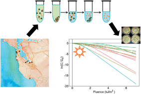 Graphical abstract: Photoinactivation of uncultured, indigenous enterococci