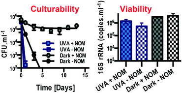 Graphical abstract: Fate of Enterococcus faecalis in stormwater matrices under ultraviolet-A (365 nm) irradiation