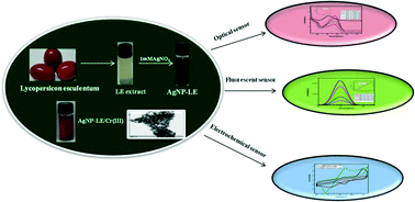 Graphical abstract: Green synthesized unmodified silver nanoparticles as a multi-sensor for Cr(iii) ions