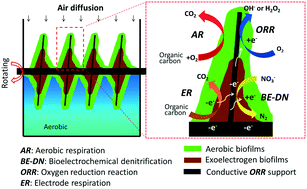 Graphical abstract: Aerobic microbial electrochemical technology based on the coexistence and interactions of aerobes and exoelectrogens for synergistic pollutant removal from wastewater