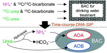 Graphical abstract: Growth competition between ammonia-oxidizing archaea and bacteria for ammonium and urea in a biological activated carbon filter used for drinking water treatment